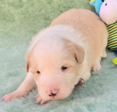 Les chiots de Border Collie