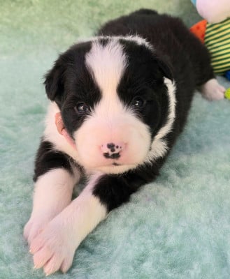 Les chiots de Border Collie