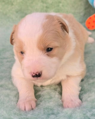 Les chiots de Border Collie
