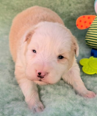 Les chiots de Border Collie