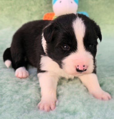 Les chiots de Border Collie