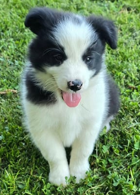 Les chiots de Border Collie
