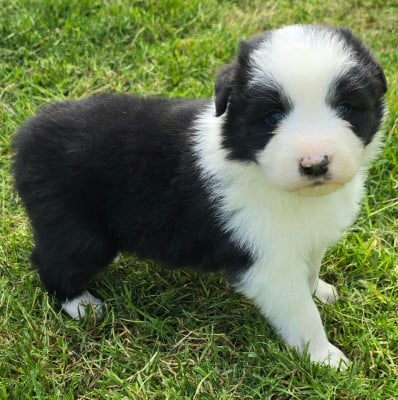 Les chiots de Border Collie