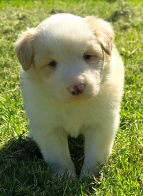 Les chiots de Border Collie