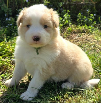 Les chiots de Border Collie
