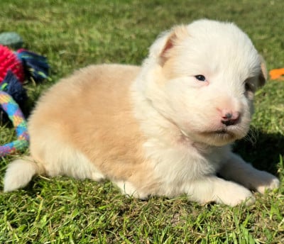 Les chiots de Border Collie