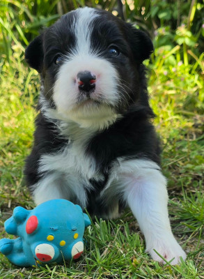 Les chiots de Border Collie
