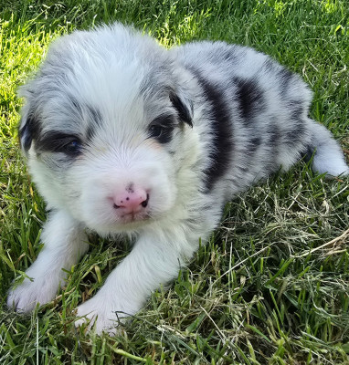 Les chiots de Border Collie