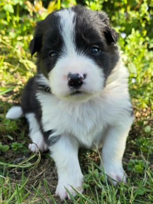 Les chiots de Border Collie