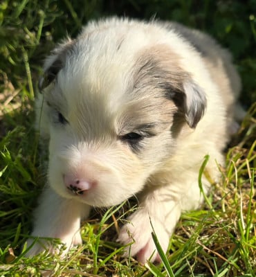 Les chiots de Border Collie