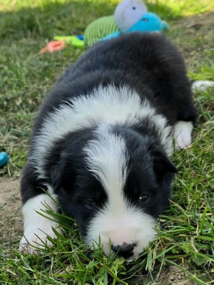 Les chiots de Border Collie