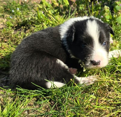 Les chiots de Border Collie