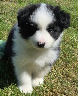 Les chiots de Border Collie