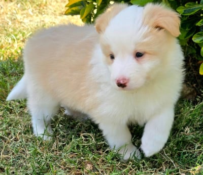 Les chiots de Border Collie