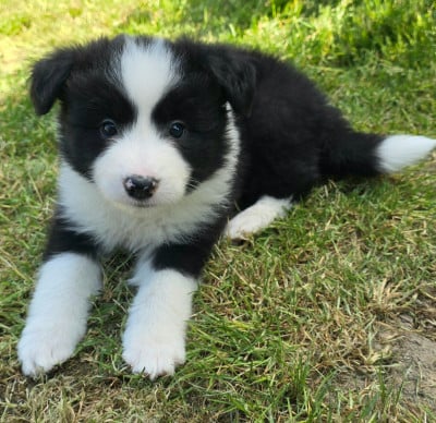 Les chiots de Border Collie