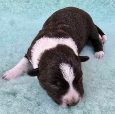 Les chiots de Border Collie
