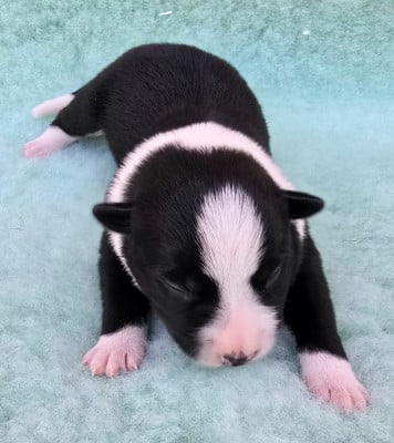 Les chiots de Border Collie