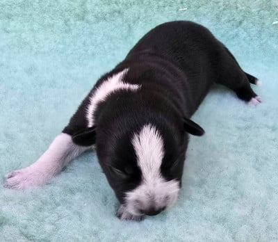 Les chiots de Border Collie
