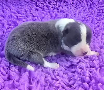 * BIANCA du Paradis des P'tits Cracks * . - Border Collie