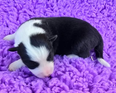 Les chiots de Border Collie