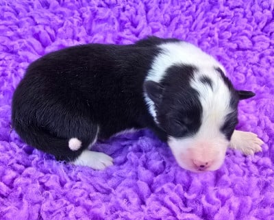 Les chiots de Border Collie