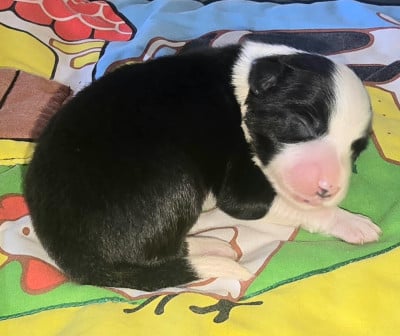 Les chiots de Border Collie