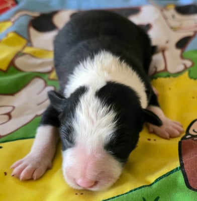 Les chiots de Border Collie