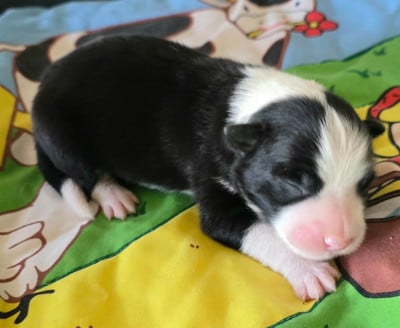 Les chiots de Border Collie