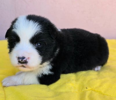 Les chiots de Border Collie