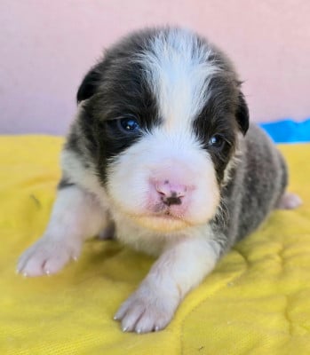 Les chiots de Border Collie