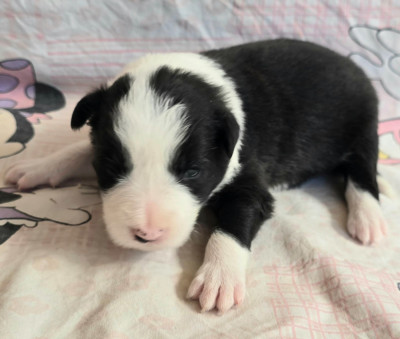 Les chiots de Border Collie