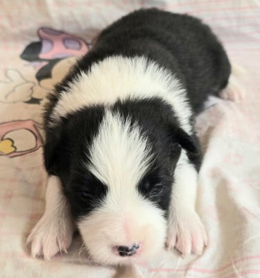 Les chiots de Border Collie