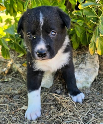 Les chiots de Border Collie
