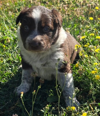 Les chiots de Border Collie