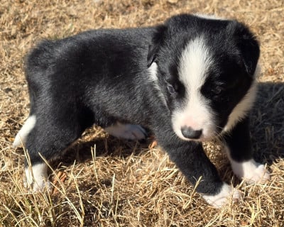 Les chiots de Border Collie