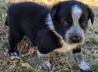 Les chiots de Border Collie