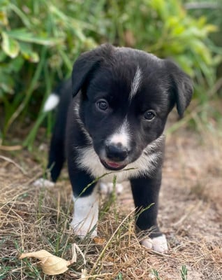 Les chiots de Border Collie