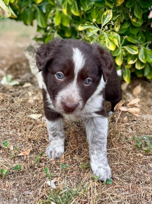 Les chiots de Border Collie