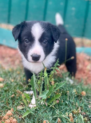 Les chiots de Border Collie