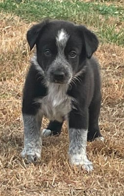 Les chiots de Border Collie