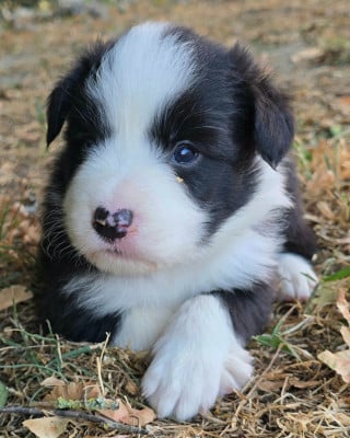 Les chiots de Border Collie