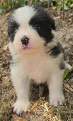 Les chiots de Border Collie