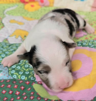 Les chiots de Border Collie