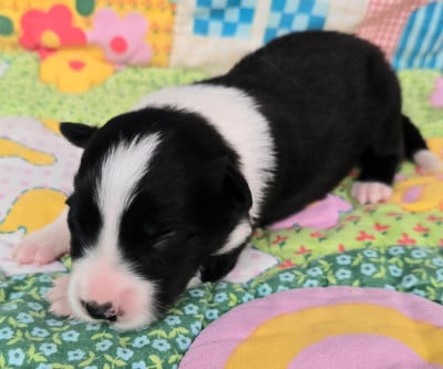 Les chiots de Border Collie