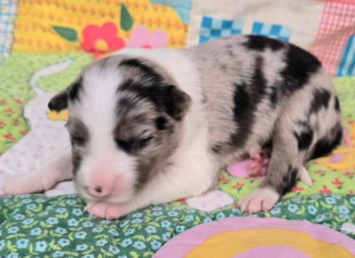 Les chiots de Border Collie