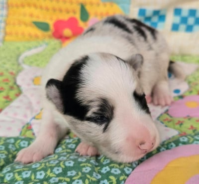 Les chiots de Border Collie