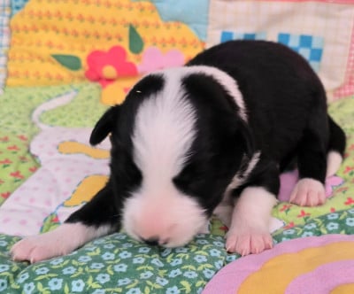 Les chiots de Border Collie