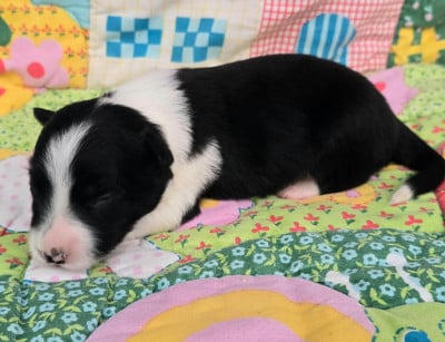 Les chiots de Border Collie