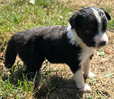 Les chiots de Berger Américain Miniature 