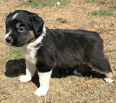 Les chiots de Berger Américain Miniature 